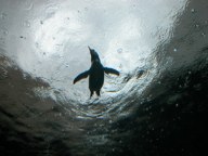 021005-penguin.jpg - 7.8 K
