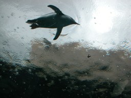021005-penguin2.jpg - 12.4 K