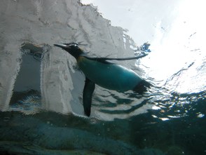 021005-penguin3.jpg - 16.3 K