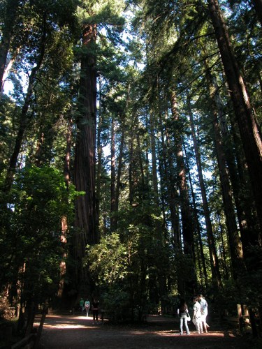 050529-grove.jpg - 112.0 K