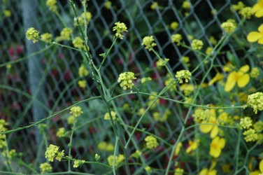 060520-fence&flowes.jpg - 72.6 K