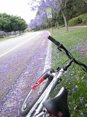 040525-bikelane.jpg - 47.0 K