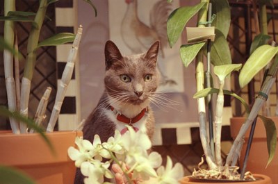 040700-cat.jpg - 28.5 K