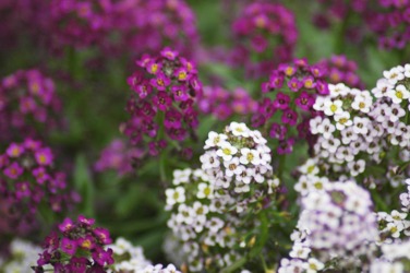 061016-wildflower.jpg - 72.6 K