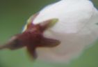 990411-cherrybudS.jpg - 2.2 K