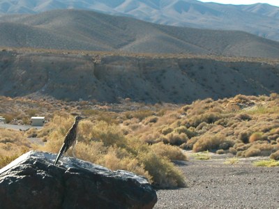 040904-roadrunner.jpg - 35.6 K