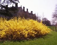 010422-forsythia.jpg - 9.5 K