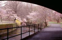 020413-branchbrook3.jpg - 9.2 K