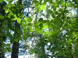 �W���C�A���g�E�t�H���X�g�̐V��