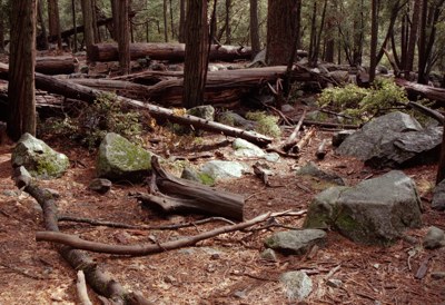 050200-fallentrees.jpg - 45.4 K