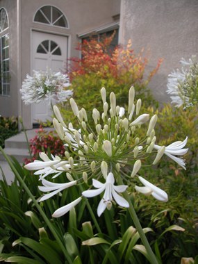 040525-frontyard.jpg - 37.3 K