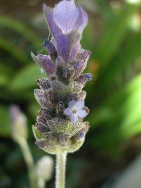 050130-lavender2.jpg - 54.6 K